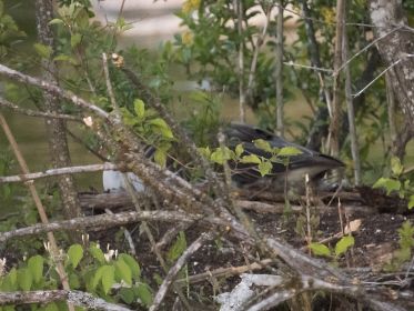 Die derzeit einzige (sichtbar) brütende Graugans im Amperstausee