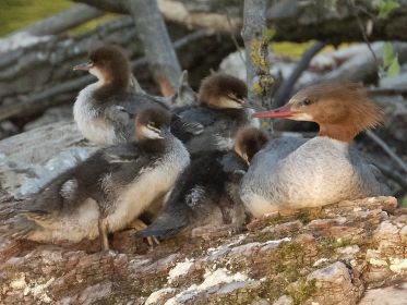 Gänsesäger-Mutter mit Anhang