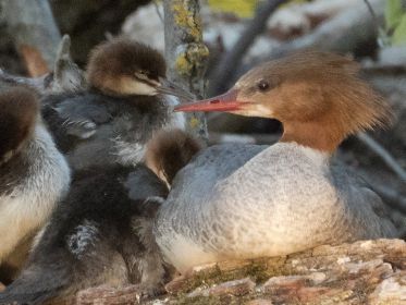 Porträt von Mutter und Kind