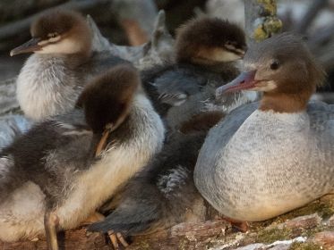 Gänsesager-Familie am Abend