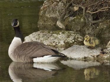 Die zweite Kanadagans-Familie hat nach wie vor ein einziges Gössel
