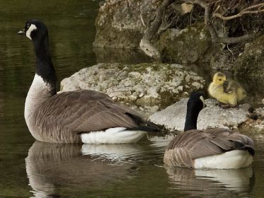 Die zweite Kanadagans-Familie hat nach wie vor ein einziges Gössel