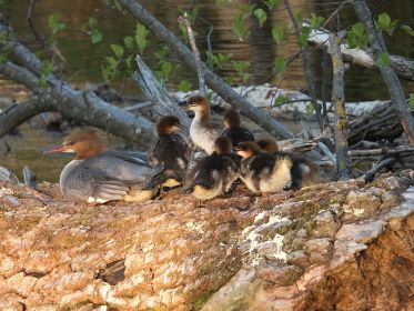 Gänsesäger am Abend auf Holzstamm im Amperstausee