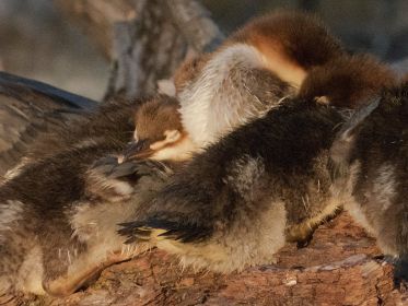 Ruhende Gänsesäger-Jungvögel