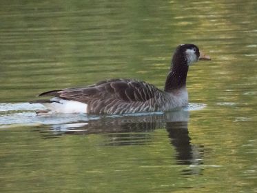 Mutmaßlich Graugans-Kanadagans-Mischling