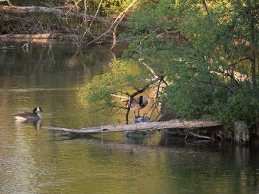 Brutpause einer Kanadagans neben der Nistinsel
