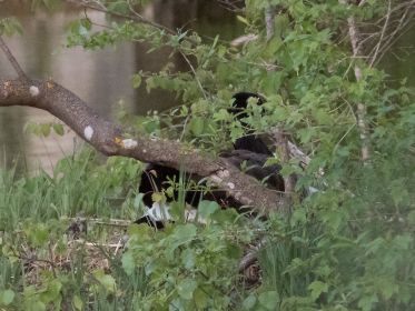 Kanadagans wieder auf dem Nest