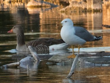 Heute nur eine Mittelmeermöwe zu sehen