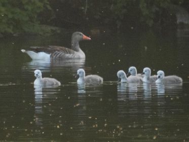Sechs Schwanenküken im Bereich des Holzstegs