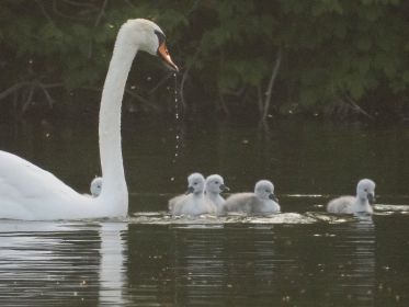Familie Schwan im Bereich des Holzstegs