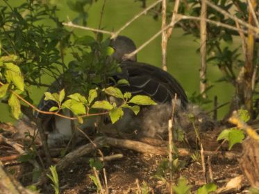 Die einzige noch brütende Graugans