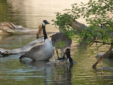 Brutpause neben der Nistinsel