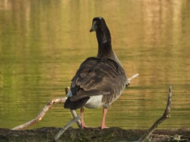 Mutmaßlich Grau-Kanadagans-Hybride