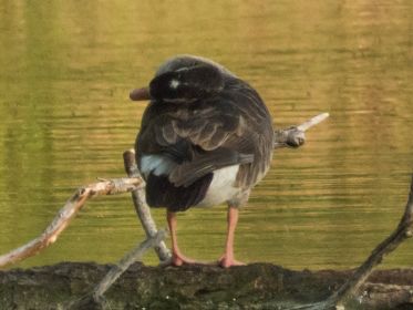 Mutmaßlich Grau-Kanadagans-Hybride