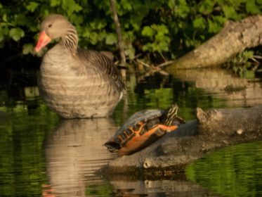 Wasserschildkröte und Graugans