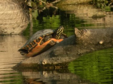 Wasserschildkröte sonnt sich