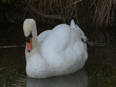 Schwanenvater zeigt seine Ring (LB 6711)