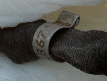 Ring LB 6711 ist hier gut ablesbar