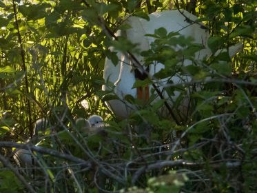 Am Abend Rückkehr ins Schwanennest