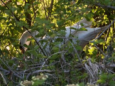 Schwan nimmt Nachwuchs unter die Fittiche