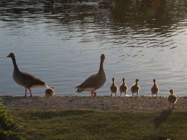 Graugans-Familie mit sechs Gänsekindern