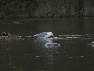 Mittelmeermöwe frisst offenbar an einem Fischkadaver