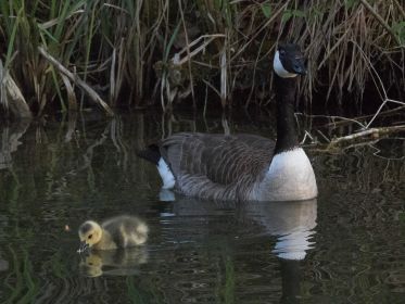 Die Kanadagans-Familie mit einem einzigen Gössel