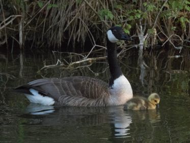 Eine von zwei Kanadagans-Familien führt ein einziges Gänsekind