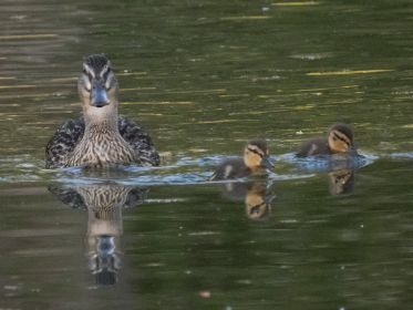 Stockenten im Anmarsch