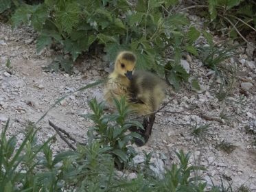 Kanada-Gössel macht sich selbständig am Ufer
