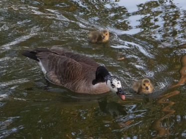 Gänsemutter mit ihren zwei Gösseln