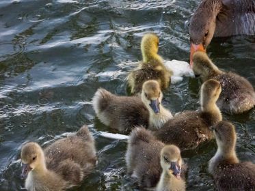 Eins von zwei Kanada-Gösseln mischt sich unter Graugans-Gössel-Gruppe