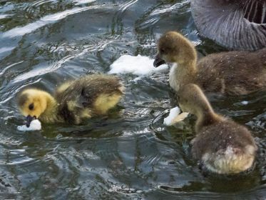 Die Graugans-Gössel dürften etwa zwei Wochen älter sein als das Kanadagans-Kind