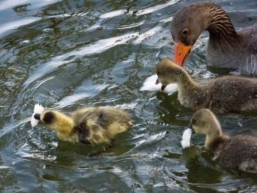 Ein Kanadagans-Gössel wetteifert mit ums Fressen