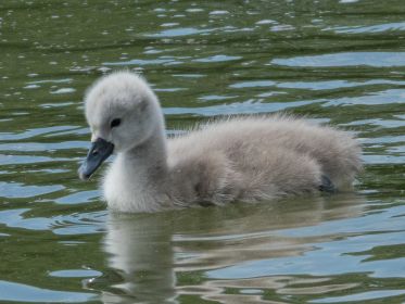Schwanen-Küken, etwa drei bis vier Tage alt