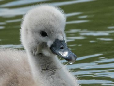 Schwanen-Küken im Porträt