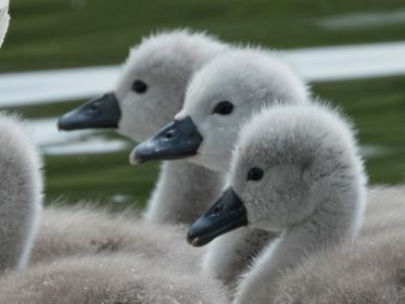 Drei Schwanen-Küken im Porträt