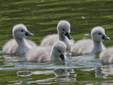 Vier von sechs Schwanenküken
