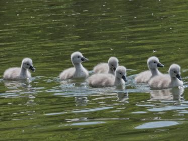 Sechs Schwanenküken folgen der Mutter