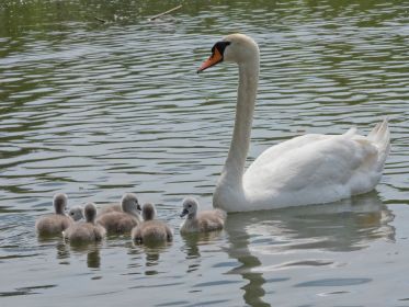 Familie Schwan im Amperstausee
