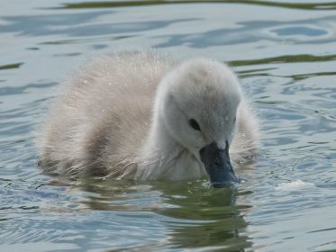 Schwanen-Küken, etwa drei bis vier Tage alt