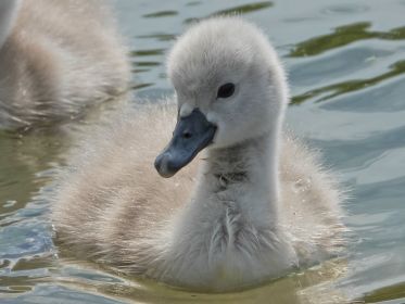 Schwanen-Küken, etwa drei bis vier Tage alt