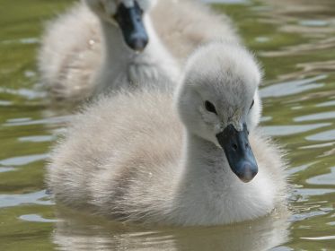 Schwanen-Küken, etwa drei bis vier Tage alt