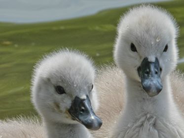 Schwanen-Küken, etwa drei bis vier Tage alt