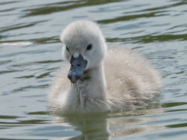 Schwanen-Küken, etwa drei bis vier Tage alt