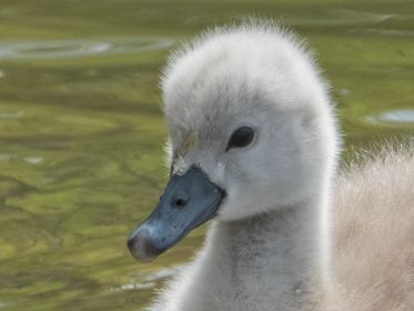 Schwanen-Küken, etwa drei bis vier Tage alt