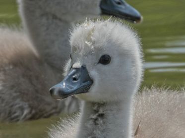 Schwanen-Küken, etwa drei bis vier Tage alt