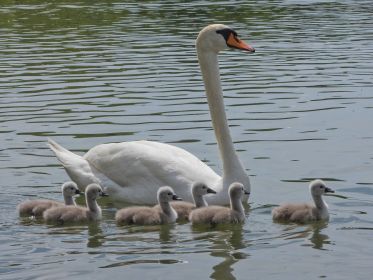 Aufmerksame Schwanenmutter beobachtet Hund