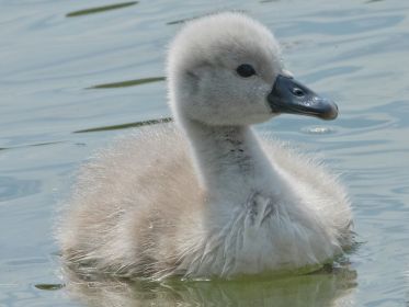 Schwanen-Küken, etwa drei bis vier Tage alt