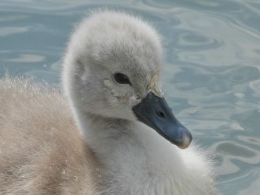 Schwanen-Küken, etwa drei bis vier Tage alt